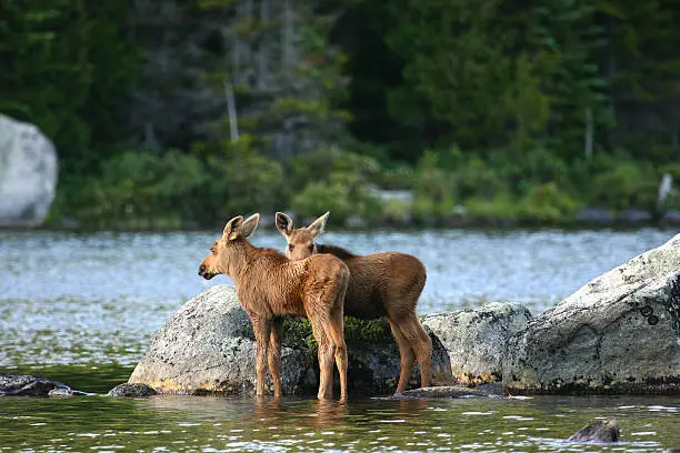 baby moose